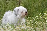 TERRIER DU TIBET 034